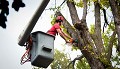 America's Canary City Tree Service